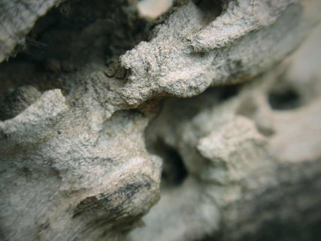Wood