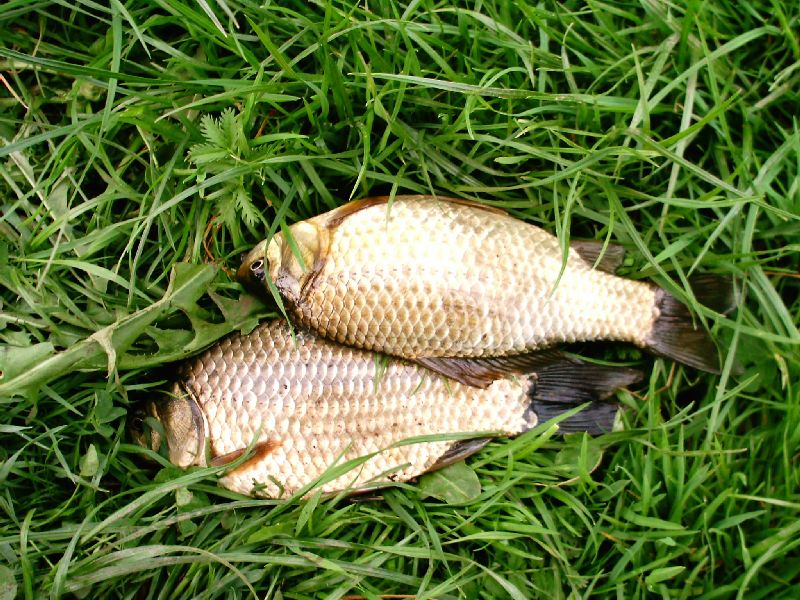 karosai