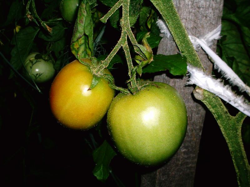 pomidorai